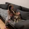 Maja - sucht ein neues Zuhause