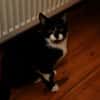 Katzenkind THADDÄUS sucht sein Zuhause!