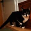 Katzenkind THADDÄUS sucht sein Zuhause!
