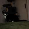 Katzenkind THADDÄUS sucht sein Zuhause!