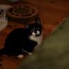 Katzenkind THADDÄUS sucht sein Zuhause!