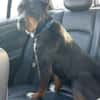 Tobi, der kinderliebe feine Kerl