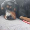 Tobi, der kinderliebe feine Kerl
