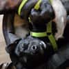 RISUS -ruhig & verschmust-