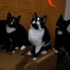 Katzenkind RONJA sucht ihr Zuhause!