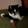 Katzenkind RONJA sucht ihr Zuhause!