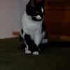 Katzenkind RONJA sucht ihr Zuhause!