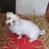 Malteser Bub sucht Pflegestelle