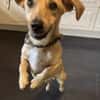 Dobby wartet in 53819 Neunkirchen