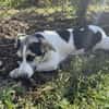DOLLY  Der kleine Corgi-Mix