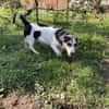 DOLLY  Der kleine Corgi-Mix