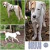 SIRIUS -sanfter Softie-