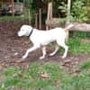 SIRIUS -sanfter Softie-