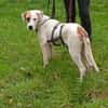 SIRIUS -sanfter Softie-