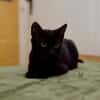 Katzenkind Salem sucht sein Zuhause!