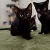 Katzenkind Salem sucht sein Zuhause!