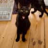 Katzenkind Salem sucht sein Zuhause!