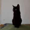 Katzenkind Salem sucht sein Zuhause!