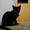 Katzenkind Salem sucht sein Zuhause!