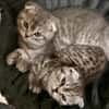 7 BKHScottish Fold Mix Kitten