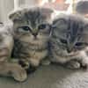 7 BKHScottish Fold Mix Kitten