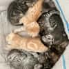 7 BKHScottish Fold Mix Kitten