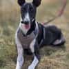 Milano  eleganter Windhund-Mix