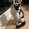 Binx & Zeus Verspieltes Kittenpärchen