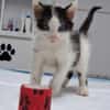 Binx & Zeus Verspieltes Kittenpärchen