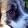 Meri sucht ihr Forever Home! PS in DO