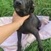 Scorpius  ist ein kleines Hundekind