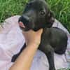 Scorpius  ist ein kleines Hundekind