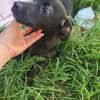 Scorpius  ist ein kleines Hundekind