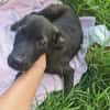 Scorpius  ist ein kleines Hundekind