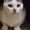 Mia  Ruhige Katzendame sucht Zuhause