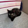 LOLA