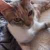 Calico