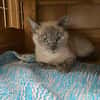 Mimi