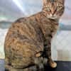 Menschenbezogene Katze Lizzie