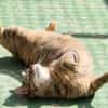 Menschenbezogene Katze Lizzie