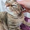Menschenbezogene Katze Lizzie