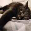 Iwan - Notfall - Einzelkater