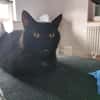 Iwan - Notfall - Einzelkater