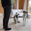 Hundeglück im Doppelpack