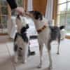 Hundeglück im Doppelpack