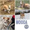 MOCCA -sucht ein hundeerfahrenes Zuhause