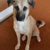Fary, geb. ca. 02/2024, 58332 Schwelm