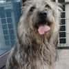 Tammy sucht ein ruhiges Zuhause