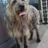 Tammy sucht ein ruhiges Zuhause