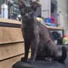 Mia  Ruhiges Katzenmädel sucht Familie